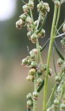 Artemisia dracunculus