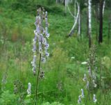 Aconitum septentrionale. Соцветия. Иркутская обл., окр. Иркутского вдхр., лес. 30.06.2007.