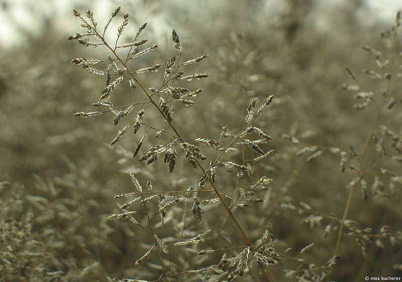 Image of Eragrostis suaveolens specimen.