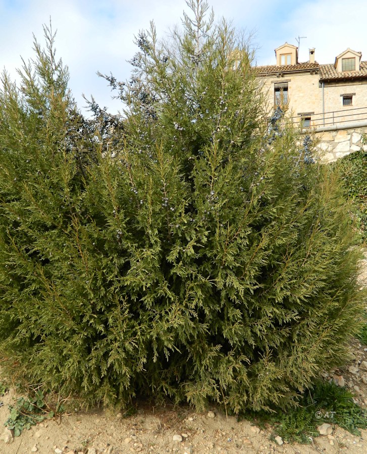 Image of genus Juniperus specimen.