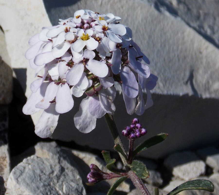 Image of Iberis simplex specimen.