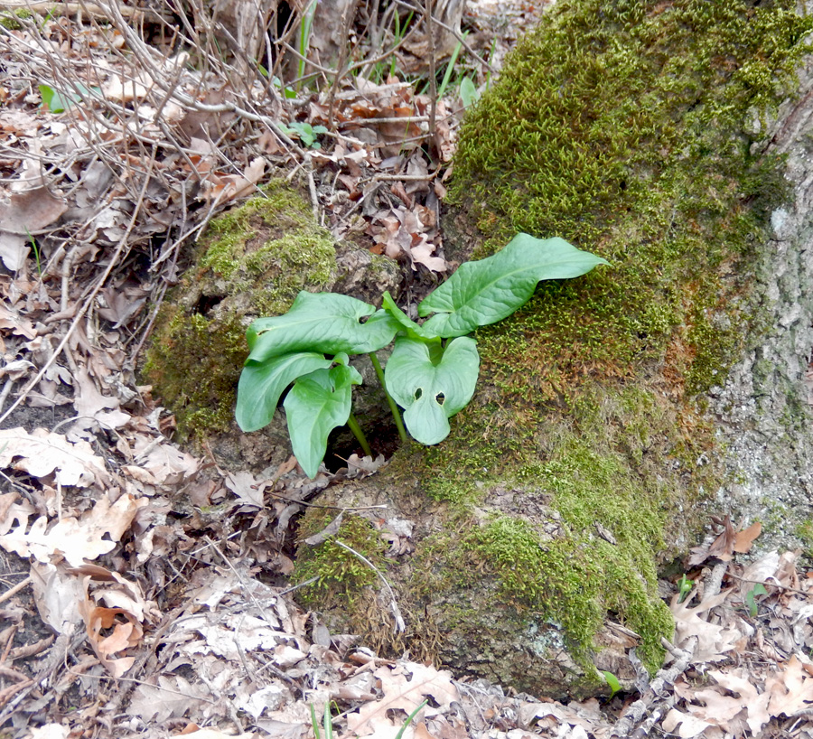 Изображение особи Arum elongatum.