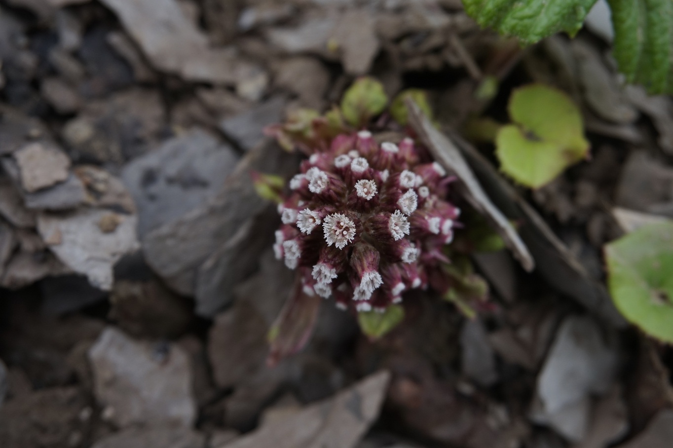 Image of Petasites hybridus specimen.