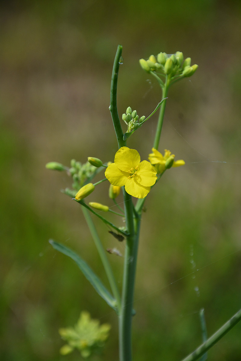 Изображение особи Brassica napus.