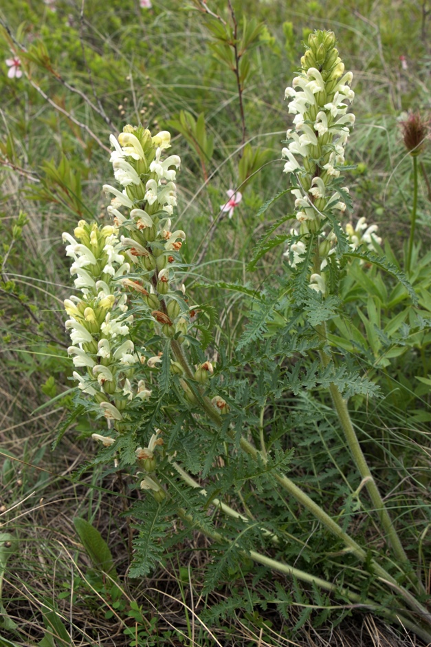 Image of genus Pedicularis specimen.