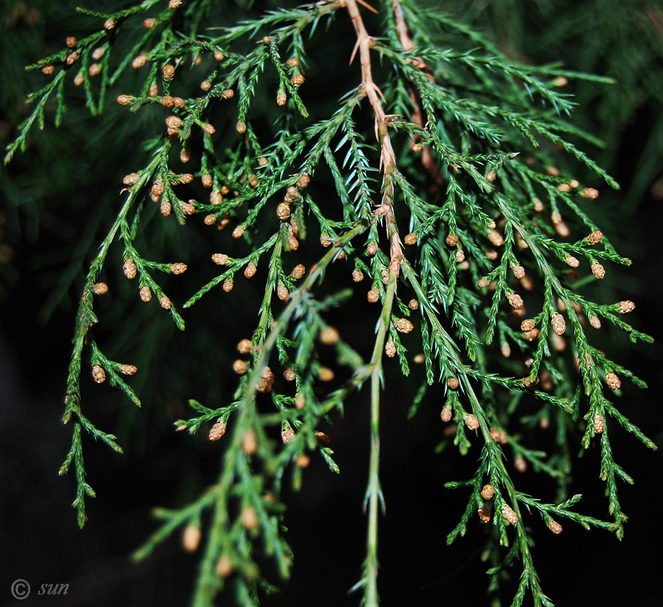 Изображение особи род Juniperus.