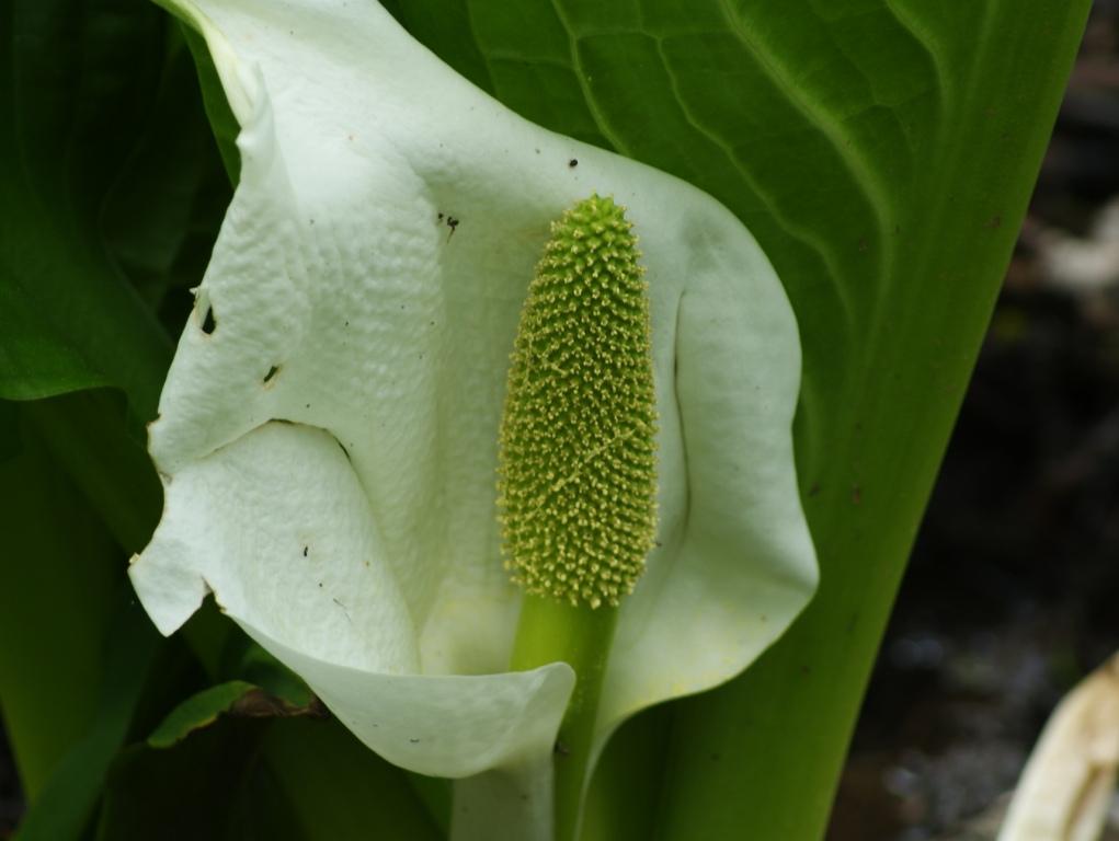 Изображение особи Lysichiton camtschatcensis.