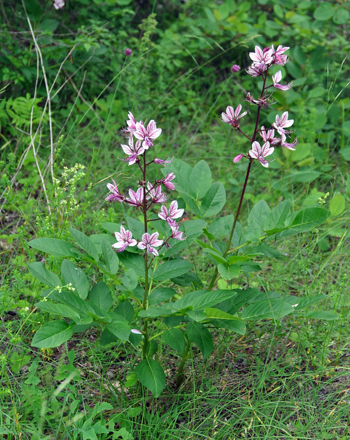 Изображение особи Dictamnus gymnostylis.