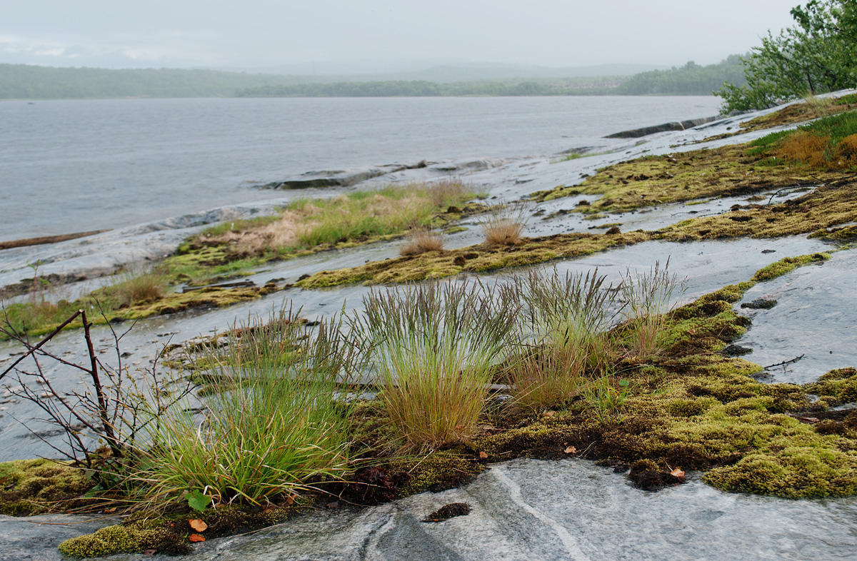 Image of Festuca ovina specimen.