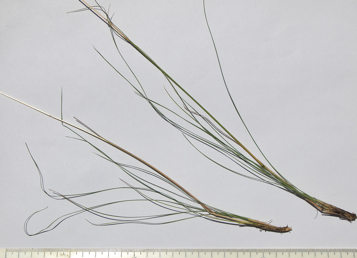 Image of Festuca valesiaca specimen.