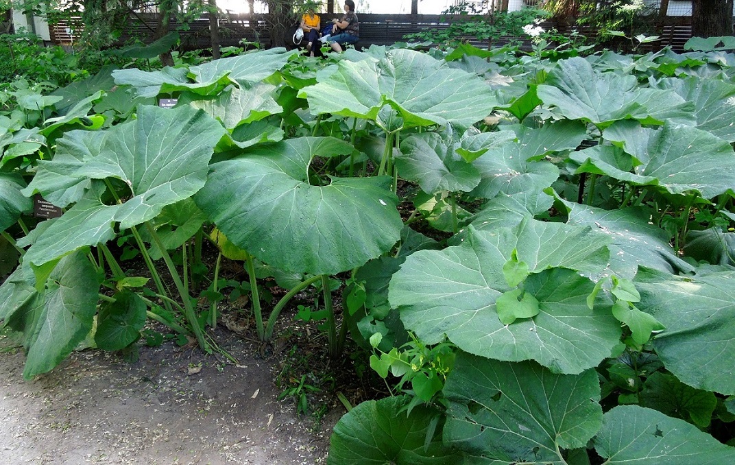 Image of Petasites amplus specimen.