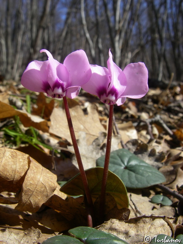 Image of Cyclamen coum specimen.