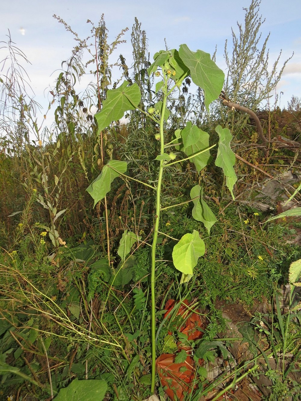 Image of Abutilon theophrasti specimen.