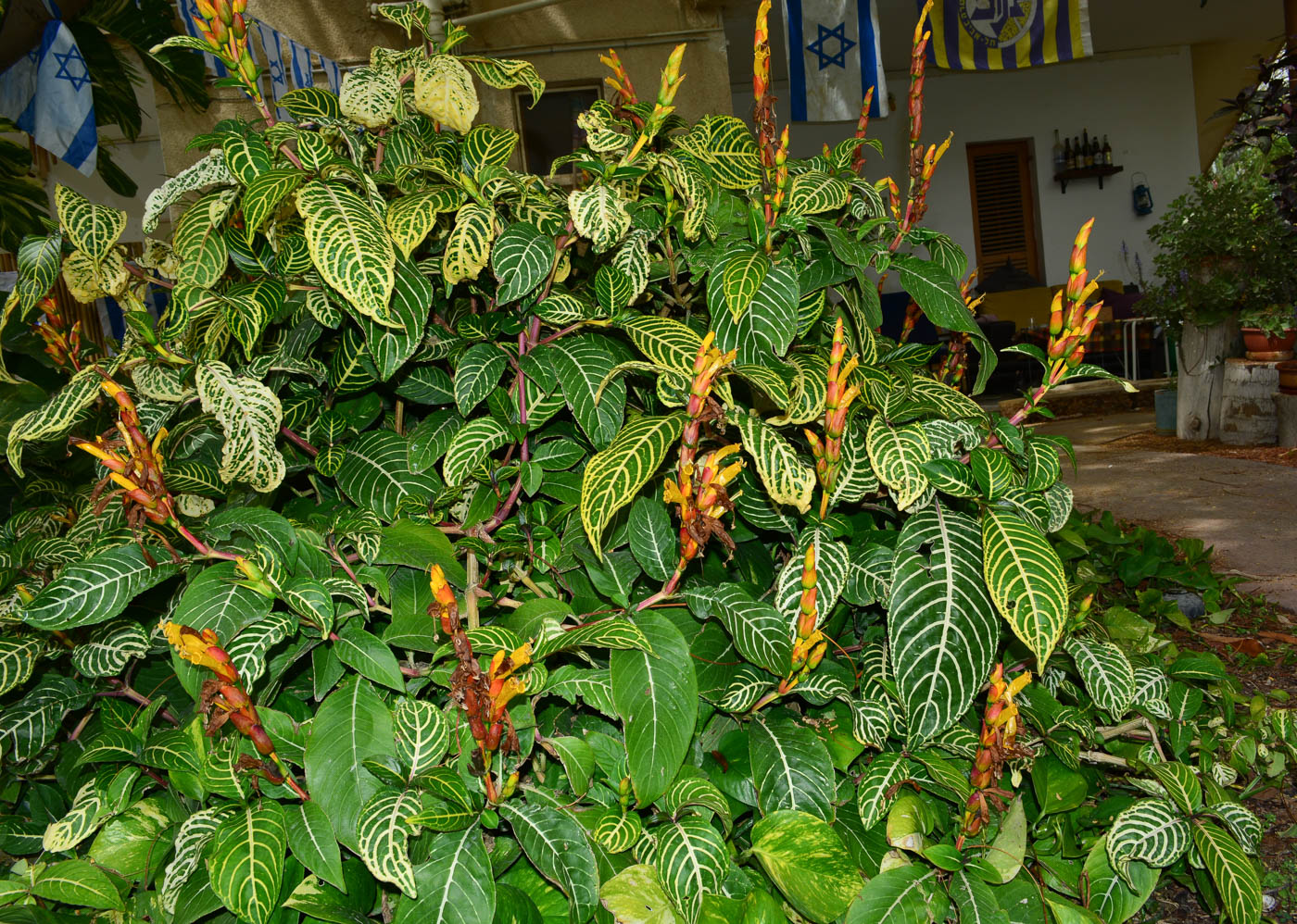 Image of Sanchezia speciosa specimen.