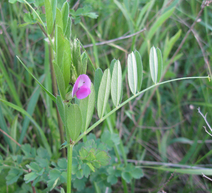 Image of Vicia angustifolia specimen.