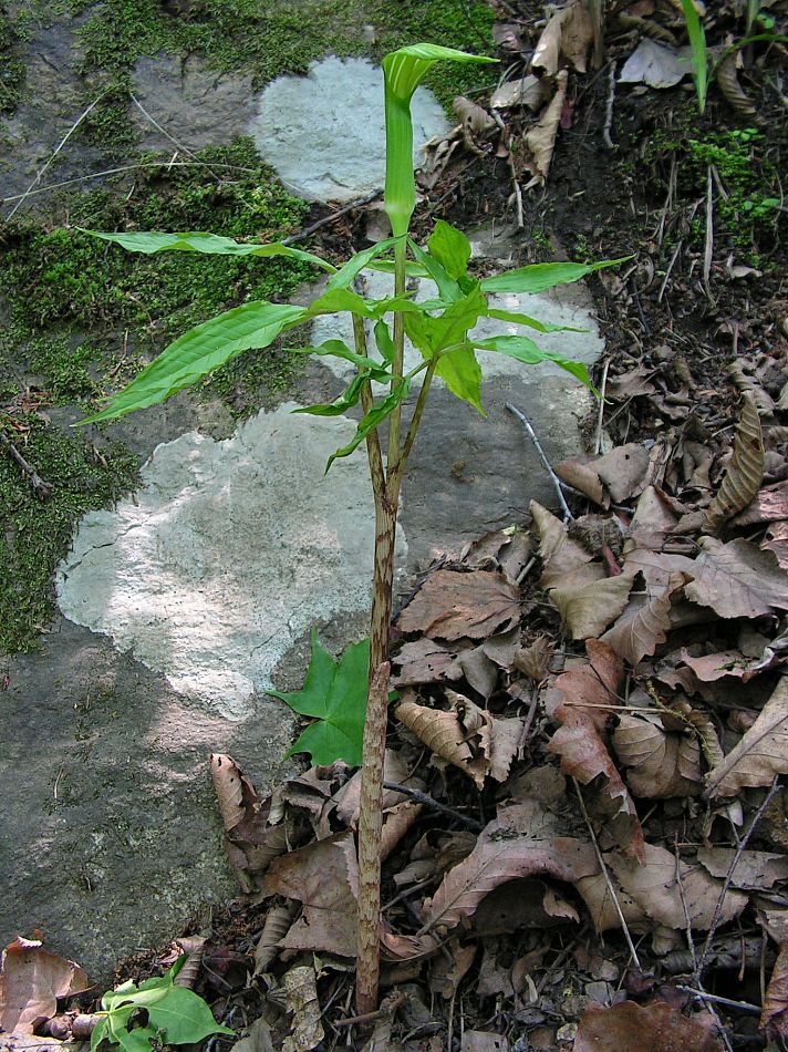 Изображение особи Arisaema peninsulae.