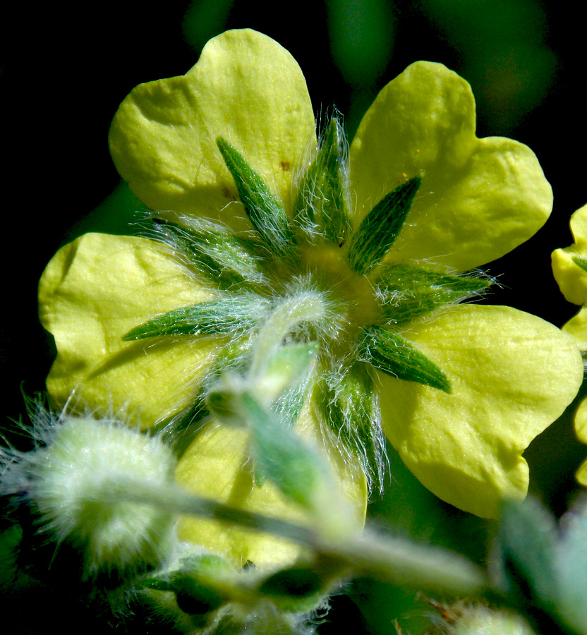 Изображение особи Potentilla recta.