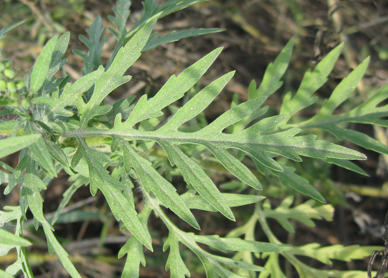 Image of Ambrosia artemisiifolia specimen.