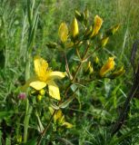 Hypericum elegans