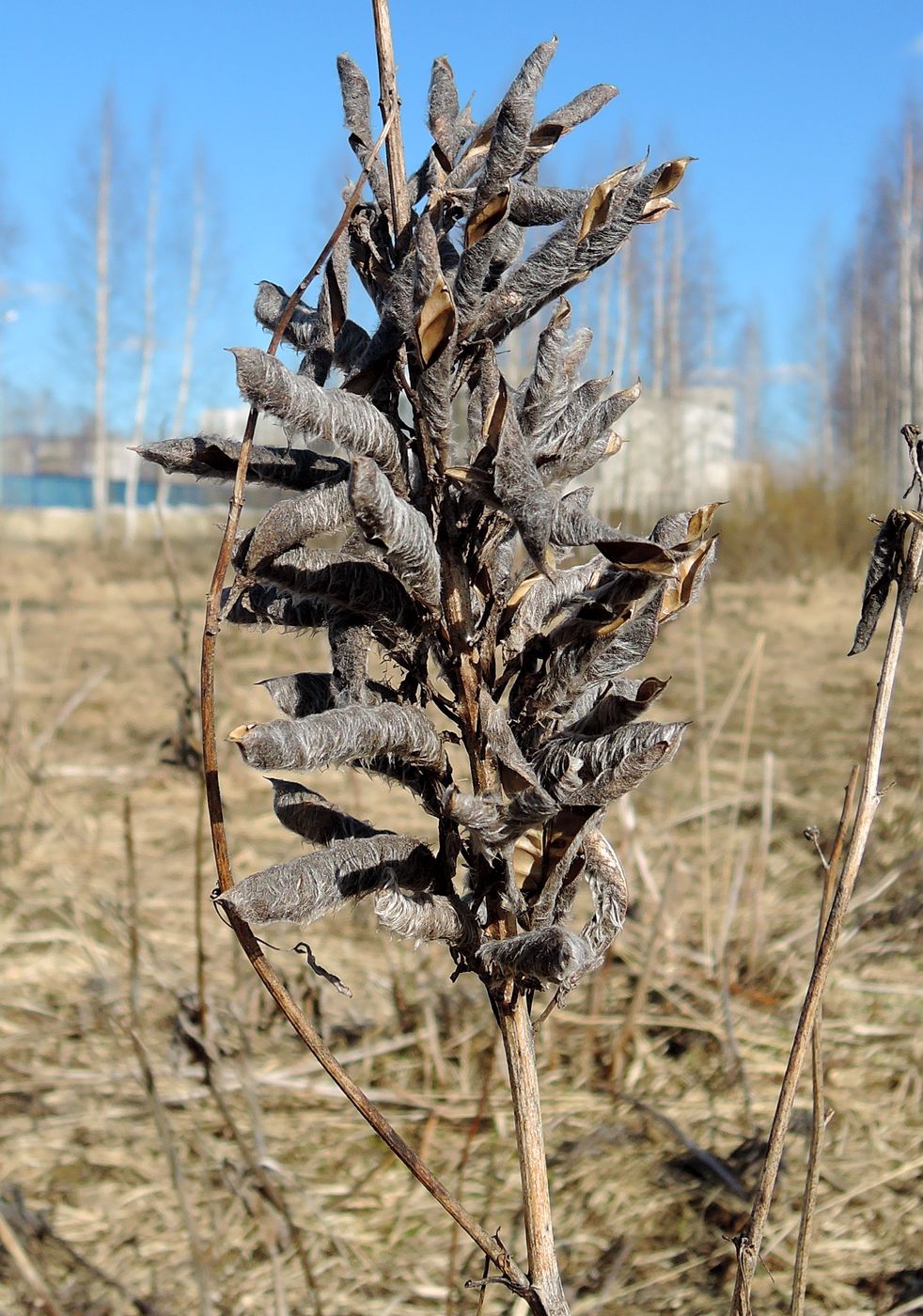 Image of Lupinus polyphyllus specimen.