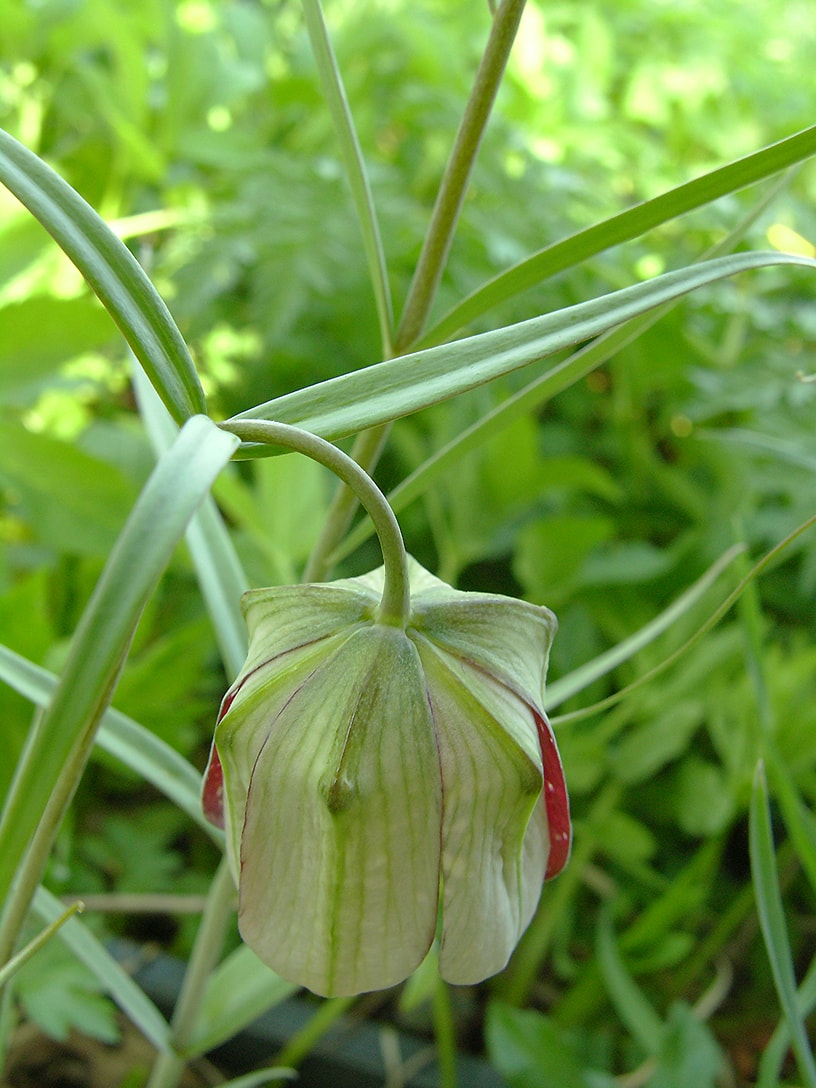 Изображение особи Fritillaria walujewii.