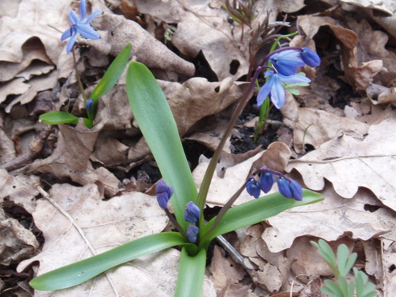 Image of Scilla siberica specimen.