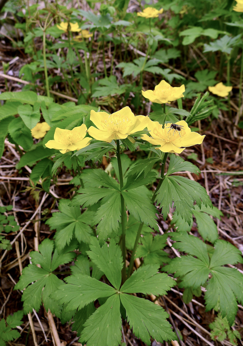 Изображение особи Trollius riederianus.