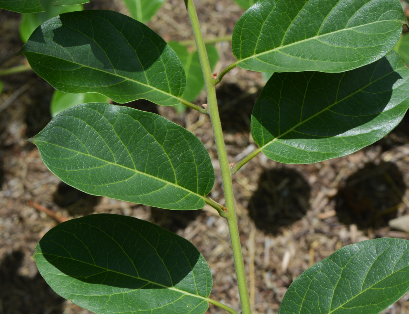 Image of Combretum microphyllum specimen.