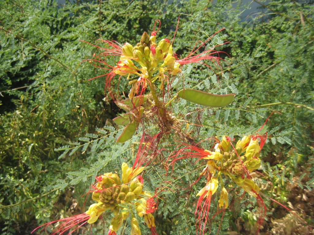 Изображение особи Caesalpinia gilliesii.