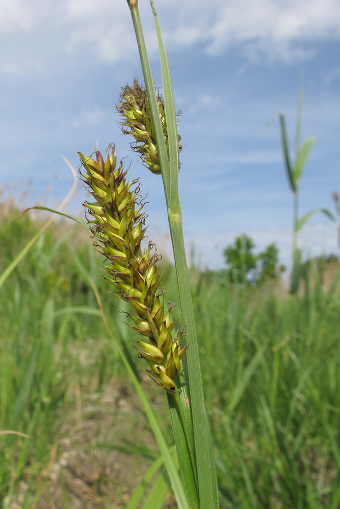 Изображение особи Carex riparia.