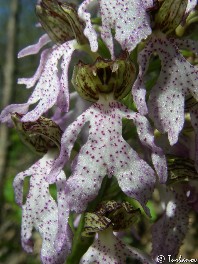 Изображение особи Orchis &times; angusticruris.