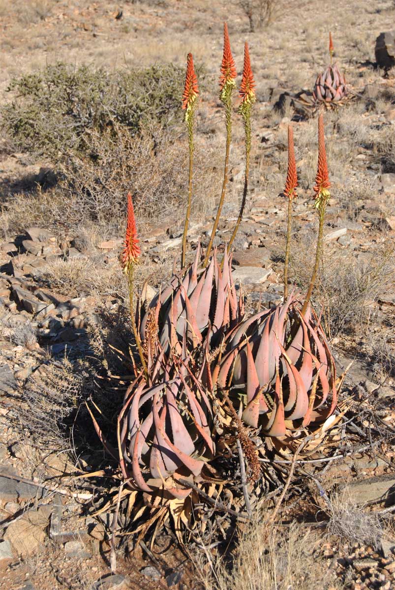 Image of Aloe gariepensis specimen.