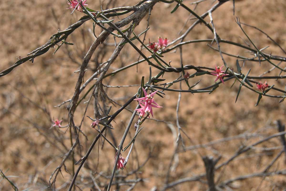 Изображение особи Microloma calycinum.