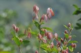 семейство Lauraceae. Веточки с молодыми побегами. Китай, Гуанси-Чжуанский автономный р-н, национальный парк Shiwan Dashan National Forest Park, склон горы Shiwandashan, выс. 800 м н.у.м., лес, берег ручья. 9 марта 2016 г.