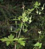 Смотреть изображение Geranium wilfordii