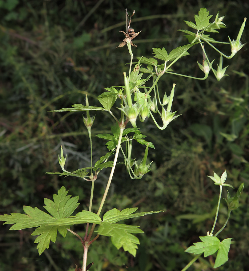 Изображение особи Geranium wilfordii.