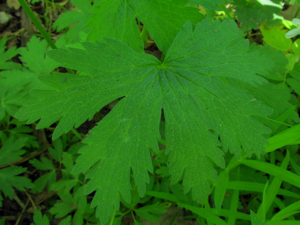 Изображение особи Geranium sylvaticum.