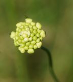 Scabiosa ochroleuca