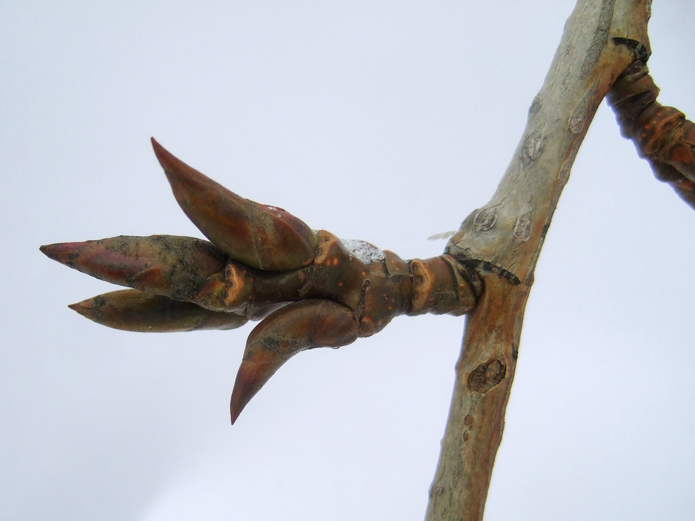 Image of Populus &times; rasumowskiana specimen.