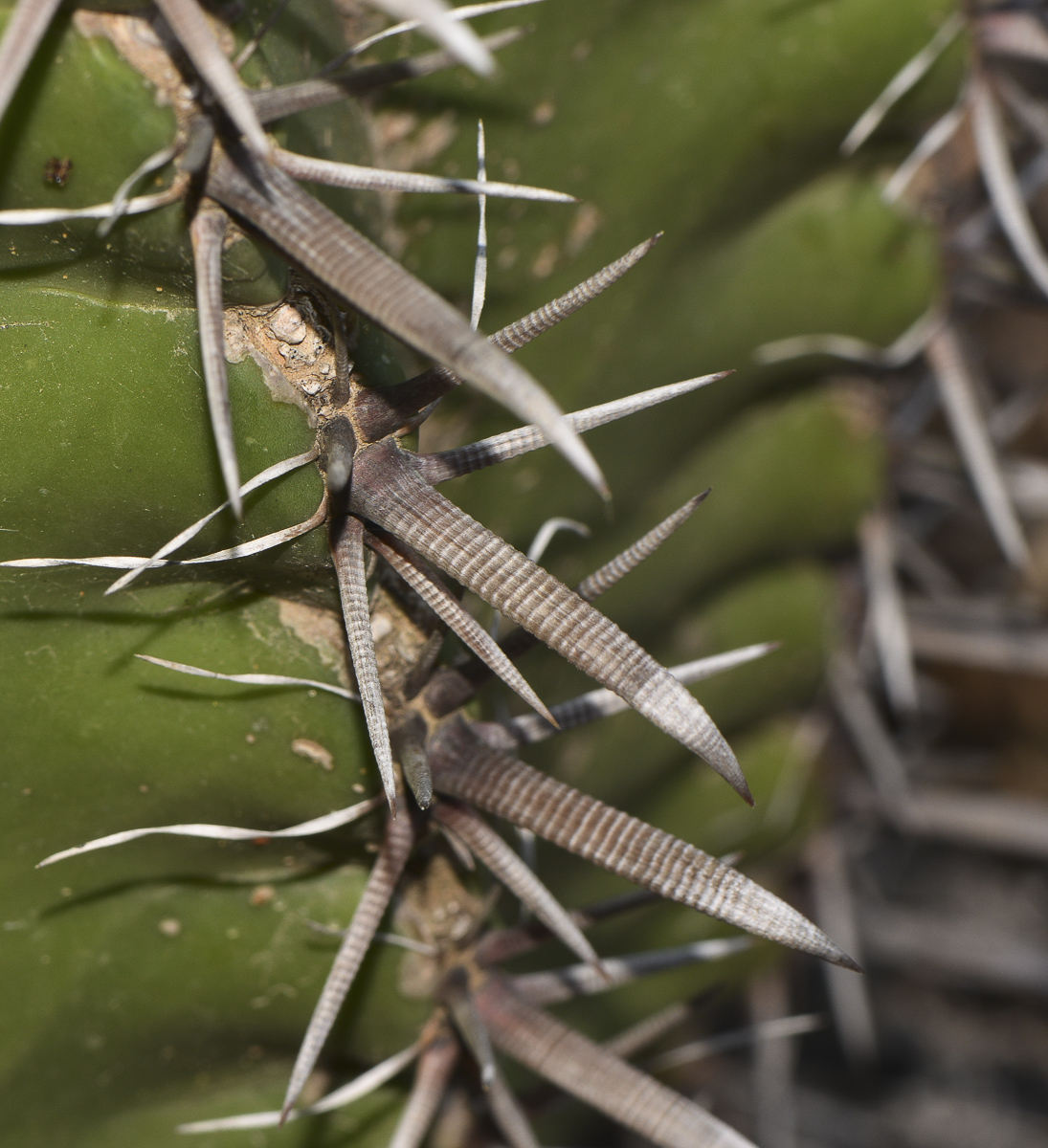 Image of Ferocactus wislizeni specimen.