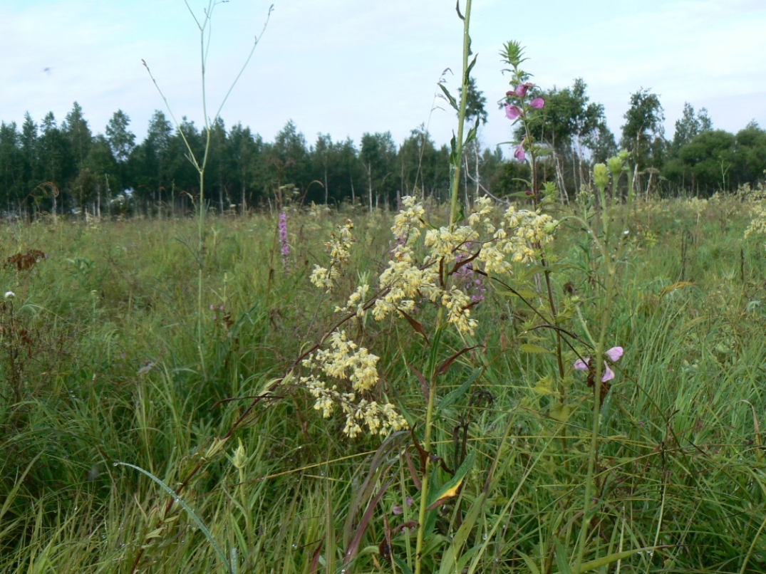 Изображение особи Thalictrum amurense.