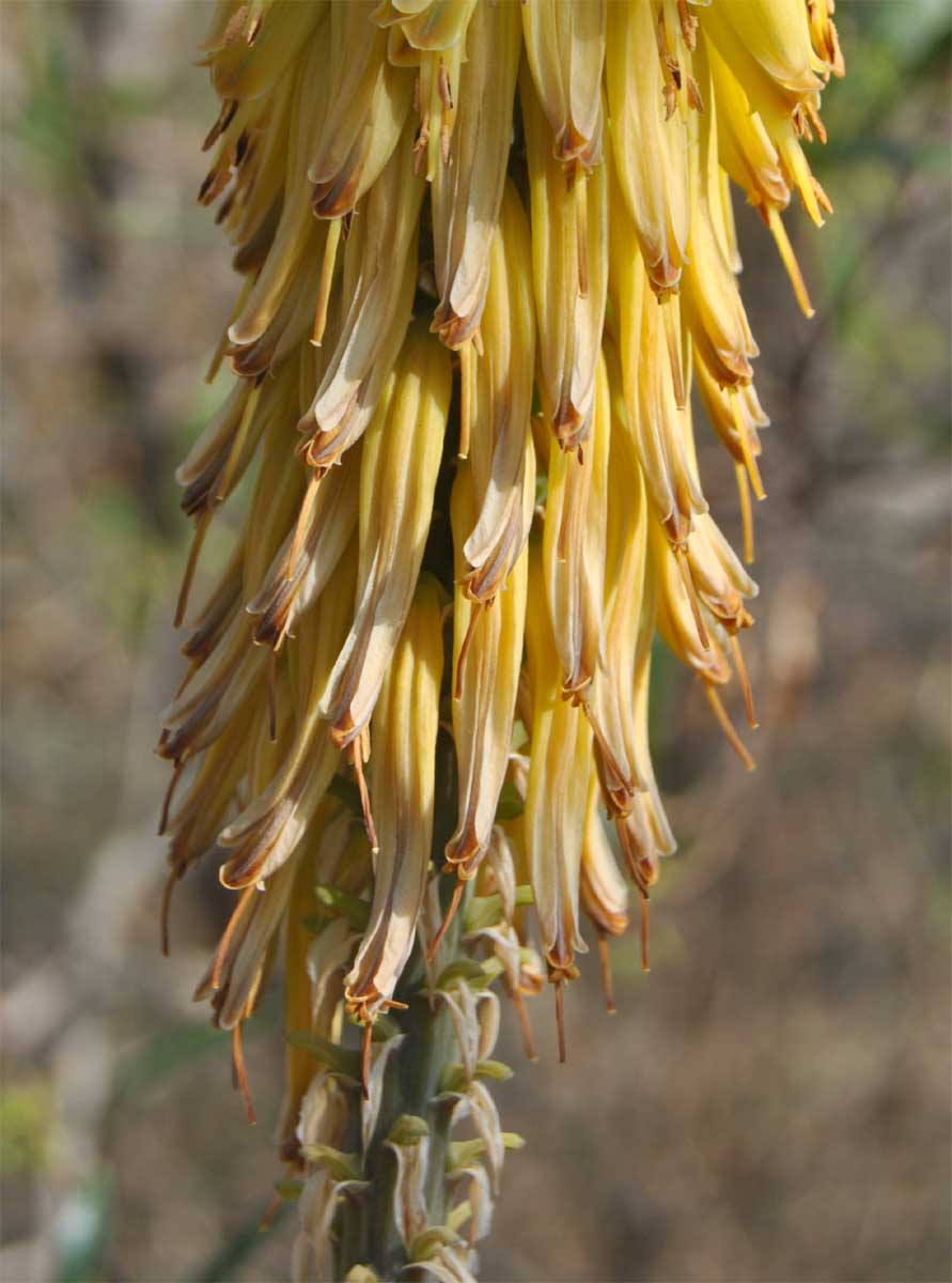 Image of Aloe vera specimen.