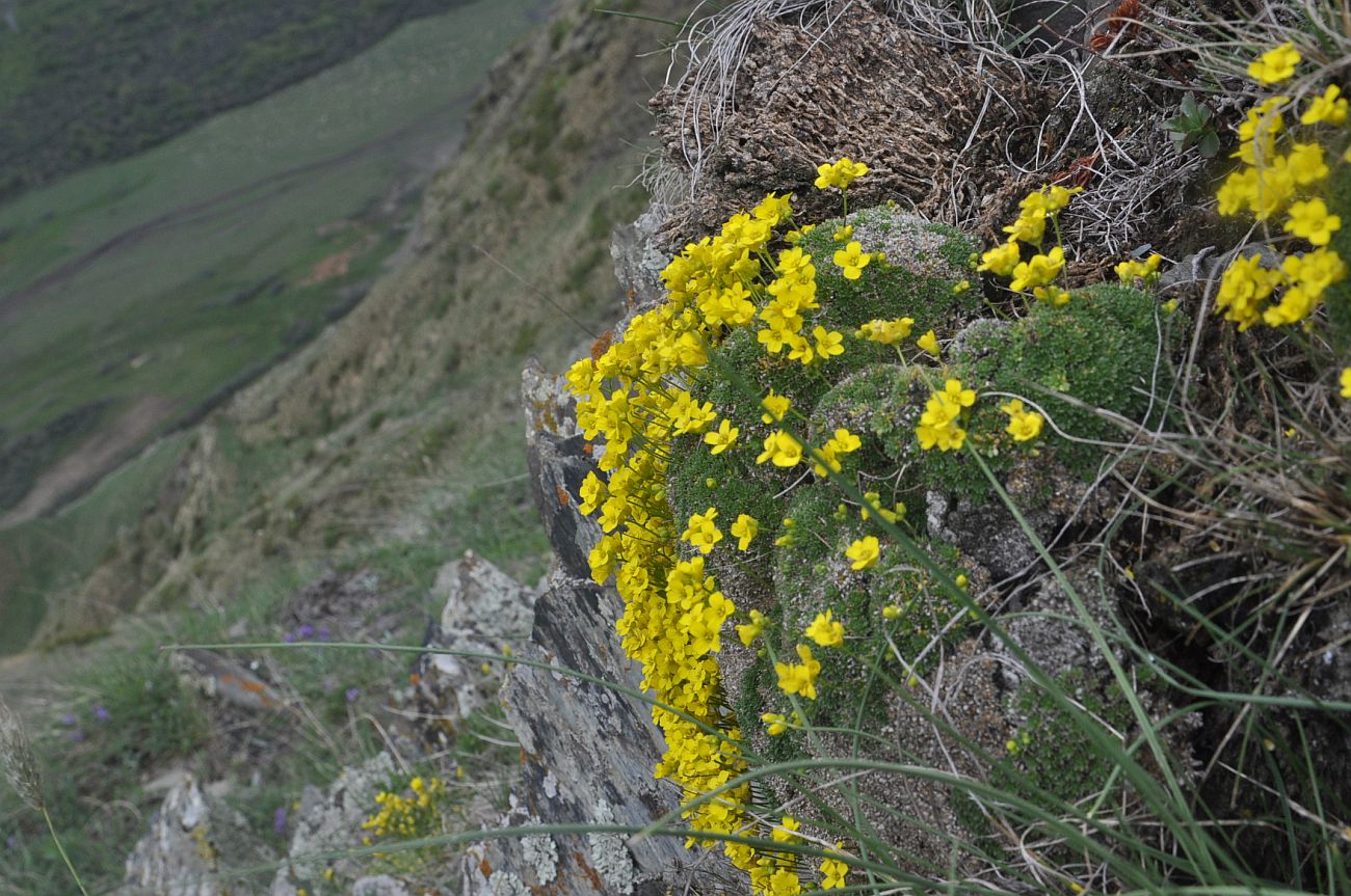 Image of Draba bryoides specimen.