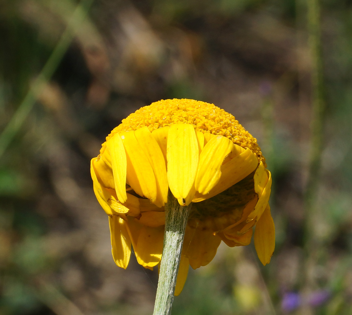 Image of Anthemis tinctoria specimen.