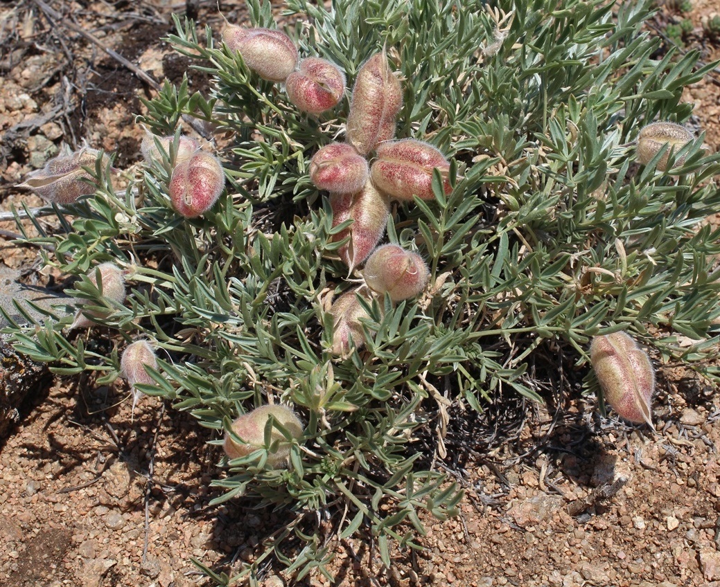 Image of Oxytropis subverticillaris specimen.