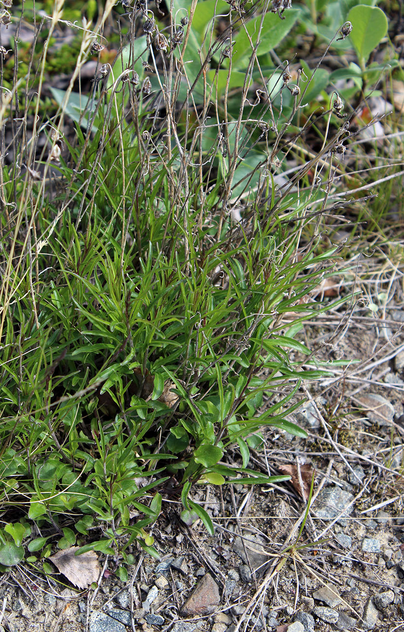 Image of Campanula rotundifolia specimen.