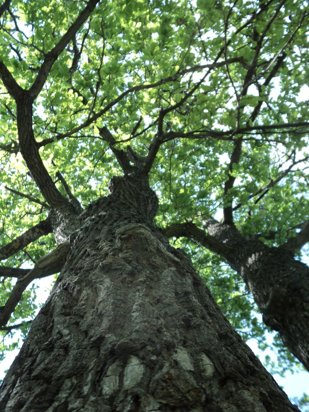 Image of Quercus robur specimen.