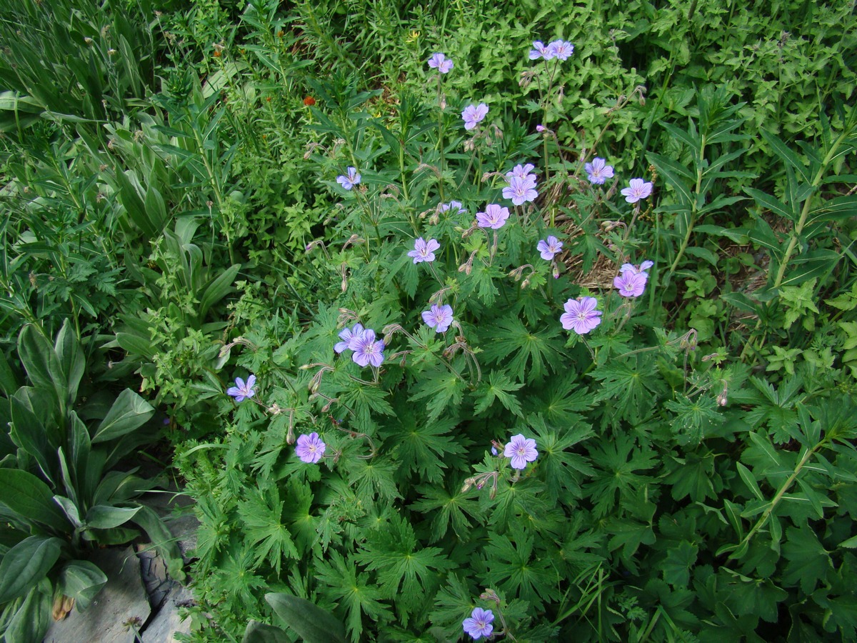 Image of Geranium ferganense specimen.