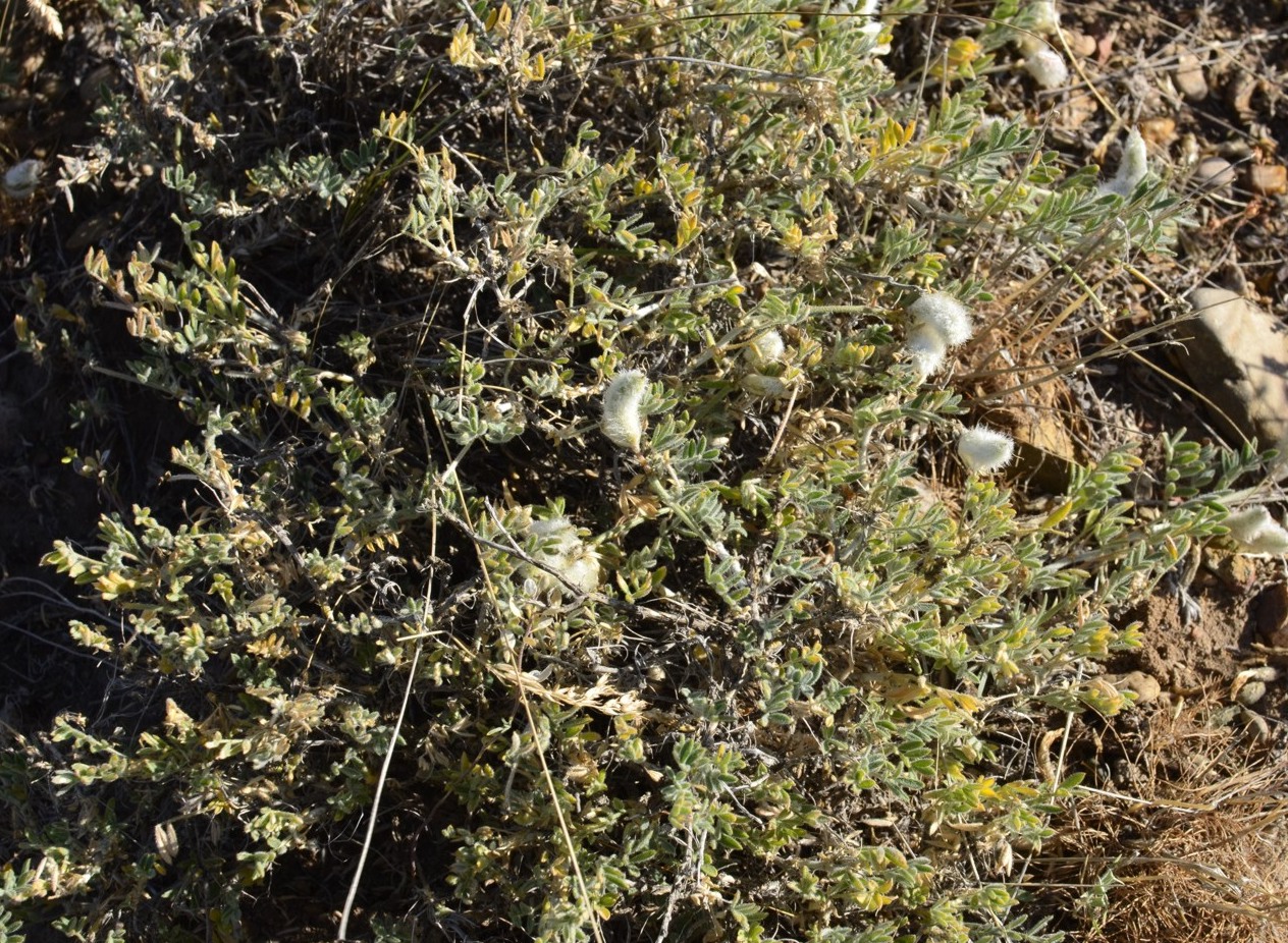 Изображение особи Astragalus subarcuatus.