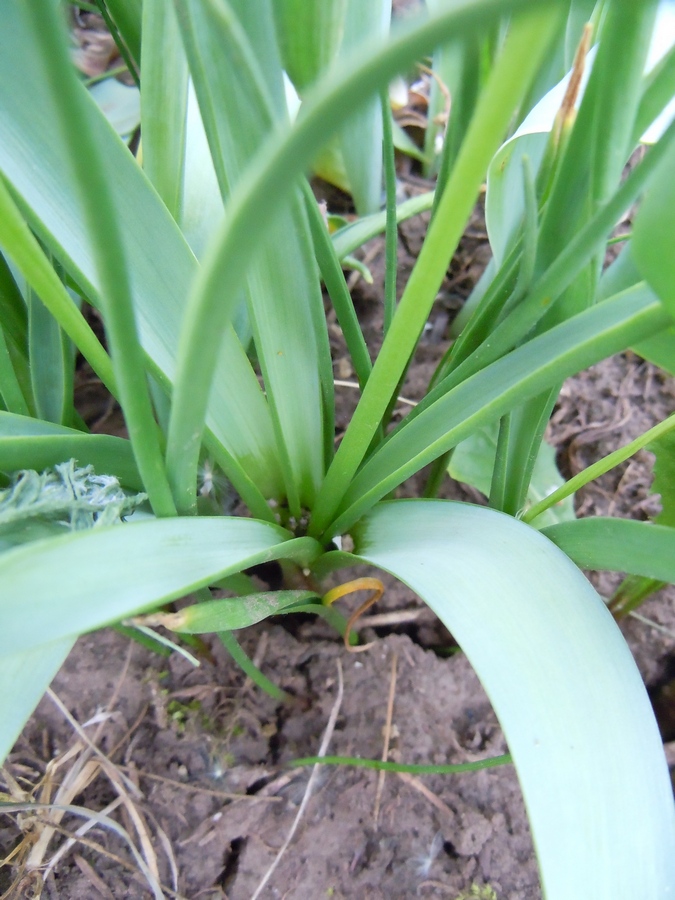 Image of genus Muscari specimen.